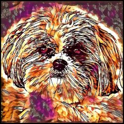 Picture of Shih Tzu-Hipster Mug