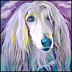 Picture of Afghan Hound-Lavender Ice Mug