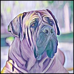 Picture of Boerboel-Lavender Ice Mug