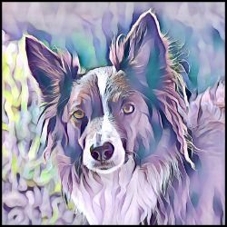 Picture of Border Collie-Lavender Ice Mug