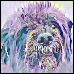 Picture of Bouvier de Flandres-Lavender Ice Mug