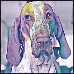Picture of Bracco Italiano-Lavender Ice Mug
