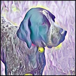 Picture of Braque francais Pyrenean-Lavender Ice Mug