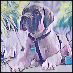 Picture of Bull Mastiff-Lavender Ice Mug