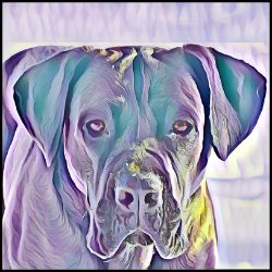 Picture of Cane Corso-Lavender Ice Mug