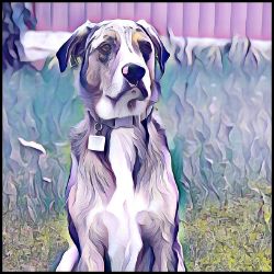 Picture of Catahoula Leopard Dog-Lavender Ice Mug