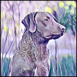 Picture of Chesapeake Retriever-Lavender Ice Mug