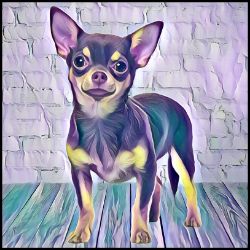 Picture of Chihuahua Smooth Coat-Lavender Ice Mug