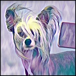 Picture of Chinese Crested-Lavender Ice Mug