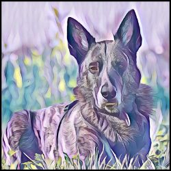 Picture of Dutch Shepherd-Lavender Ice Mug