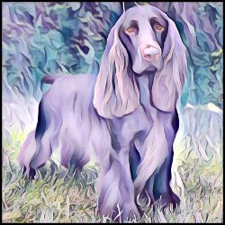 Picture of Field Spaniel-Lavender Ice Mug