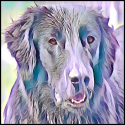 Picture of Flat Coated Retriever-Lavender Ice Mug