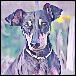 Picture of German Pinscher-Lavender Ice Mug