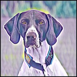 Picture of German Shorthaired Pointer-Lavender Ice Mug