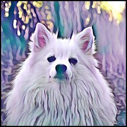 Picture of German Spitz-Lavender Ice Mug