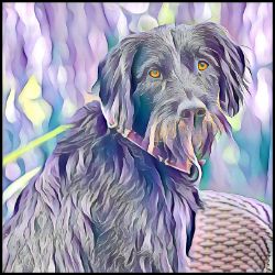 Picture of German Wirehaired Pointer-Lavender Ice Mug