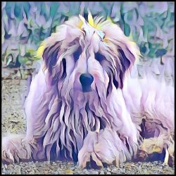 Picture of Golden Doodle-Lavender Ice Mug