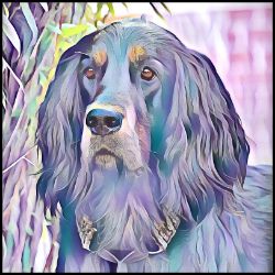 Picture of Gordon Setter-Lavender Ice Mug