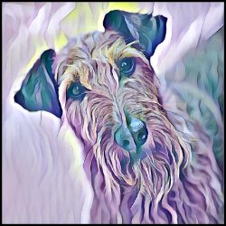 Picture of Irish Terrier-Lavender Ice Mug