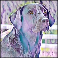Picture of Labrador Retriever-Lavender Ice Mug