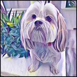 Picture of Lhasa Apso-Lavender Ice Mug
