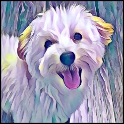 Picture of Maltipoo-Lavender Ice Mug