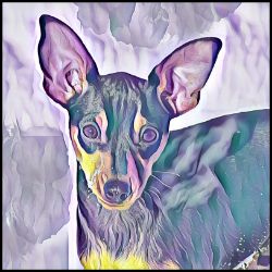 Picture of Miniature Pinscher-Lavender Ice Mug