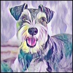 Picture of Miniature Schnauzer-Lavender Ice Mug