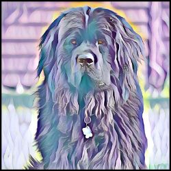 Picture of Newfoundland-Lavender Ice Mug