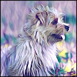 Picture of Norfolk Terrier-Lavender Ice Mug