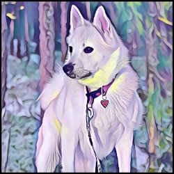 Picture of Norwegian Buhund-Lavender Ice Mug