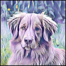 Picture of Nova Scotia Duck Tolling Retriever-Lavender Ice Mug