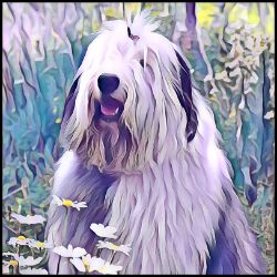 Picture of Old English Sheepdog-Lavender Ice Mug
