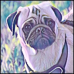 Picture of Pug-Lavender Ice Mug