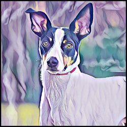 Picture of Rat Terrier-Lavender Ice Mug