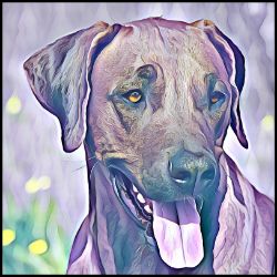 Picture of Rhodesian Ridgeback-Lavender Ice Mug