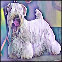 Picture of Sealyham Terrier-Lavender Ice Mug