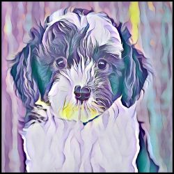 Picture of Sheepadoodle-Lavender Ice Mug