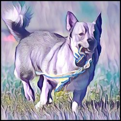 Picture of Swedish Vallhund-Lavender Ice Mug