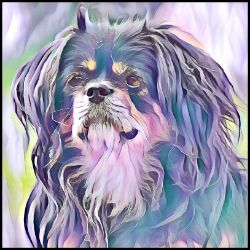 Picture of Tibetan Spaniel-Lavender Ice Mug