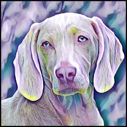 Picture of Weimaraner-Lavender Ice Mug