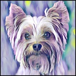 Picture of Yorkshire Terrier-Lavender Ice Mug