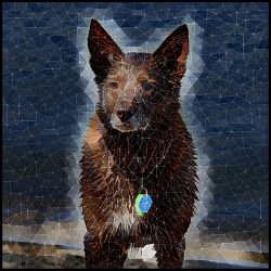 Picture of Australian Kelpie-Rock Candy Mug
