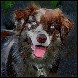 Picture of Australian Shepherd-Rock Candy Mug