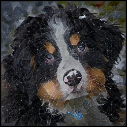 Picture of Bernese Mountain Dog-Rock Candy Mug