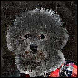 Picture of Bichon Frise-Rock Candy Mug