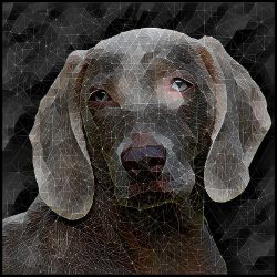 Picture of Weimaraner-Rock Candy Mug