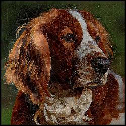Picture of Welsh Springer Spaniel-Rock Candy Mug