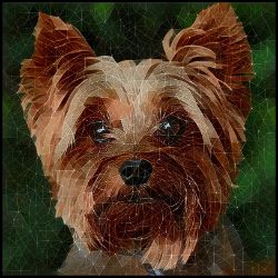 Picture of Yorkshire Terrier-Rock Candy Mug