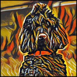 Picture of Poodle Standard-Graffiti Haus Mug